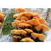 Мицелий Опенка зимнего / Фламмулина бархатистая (Flammulina velutipes) Мицелий Опенка зимнего / Фламмулина бархатистая (Flammulina velutipes)